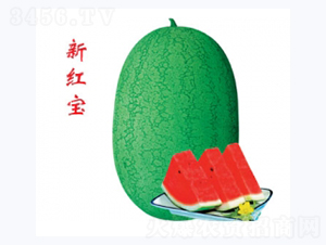 �¼t��-���ϷN��-�ؼt�N�I(y��)