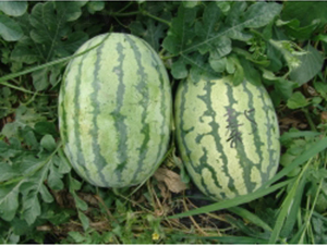 �ؼt5̖(h��o)-���ϷN��-�ؼt�N�I(y��)