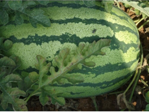 �ؼt9̖(h��o)-���ϷN��-�ؼt�N�I(y��)