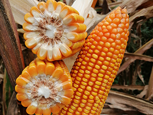 ���S2̖-���׷N��-���ɷN�I(y��)