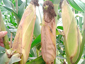 ���S3̖-���׷N��-���ɷN�I(y��)