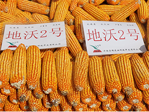 ����2̖-���׷N��-���ɷN�I(y��)