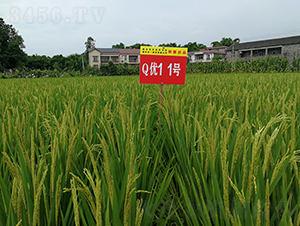 Q��(y��u)11̖(h��o)-���A�����㵾-��һ�N�I(y��)