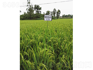 ���r(n��ng)��(y��u)428-ˮ���N��-��һ�N�I(y��)