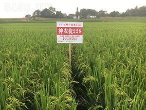 ���r(n��ng)��(y��u)228-ˮ���N��-��һ�N�I(y��)