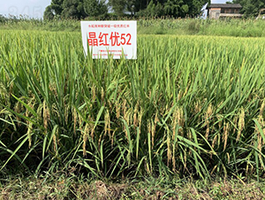 ���t��(y��u)52-��һ�ӵļt��-��һ�N�I(y��)