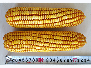 �Ǻ�618-���׷N��-�Ǻ��N�I(y��)