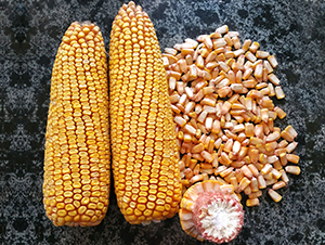 �Ǻ�575-���׷N��-�Ǻ��N�I(y��)