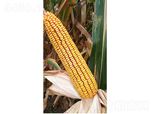 �Ǻ�9̖-���׷N��-�Ǻ��N�I(y��)