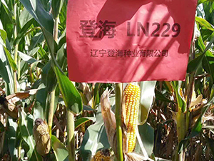 �Ǻ�229-���׷N��-�Ǻ��N�I(y��)