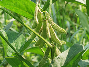 �ඹ��̖-�󶹷N��-��طN�I(y��)