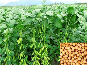 �ඹһ̖-�󶹷N��-��طN�I(y��)