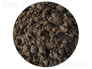 �w��ţ�S-ʥ������