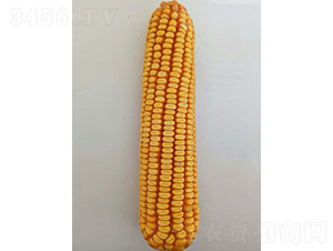 ��(n��i)��408-���׷N��-��̷N�I(y��)