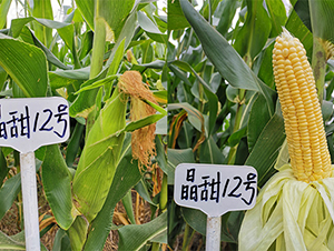 ����12̖(h��o)-���׷N��-��(r��n)�P(y��ng)�N�I(y��)