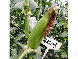 ����10̖(h��o)-���׷N��-��(r��n)�P(y��ng)�N�I(y��)