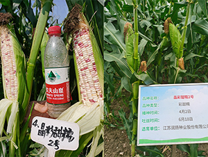 ������Ŵ2̖(h��o)-���׷N��-��(r��n)�P(y��ng)�N�I(y��)