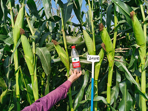 ������Ŵ-���׷N��-��(r��n)�P(y��ng)�N�I(y��)