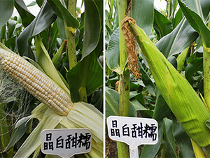 ������Ŵ-���׷N��-��(r��n)�P(y��ng)�N�I(y��)