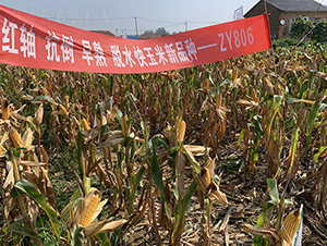 ZY806-���׷N��-��(r��n)�P(y��ng)�N�I(y��)