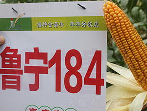 ����184-���׷N��-��(r��n)�P(y��ng)�N�I(y��)