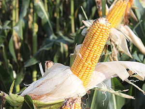 �K��40-���׷N��-��(r��n)�P(y��ng)�N�I(y��)