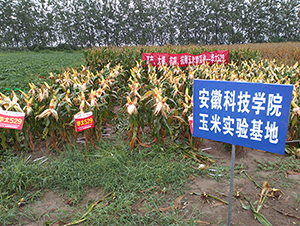 �A̫529-���׷N��-��(r��n)�P(y��ng)�N�I(y��)