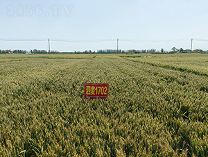 ����1702-С���N��-��(r��n)�P(y��ng)�N�I(y��)