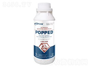 �����𡤱���-������