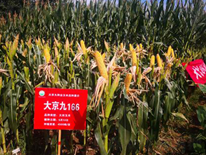 �󾩾�166-���׷N��-�󾩾ŷN�I(y��)