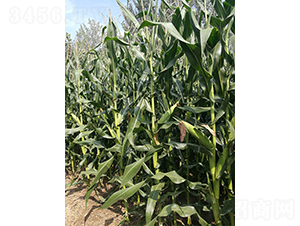 �󾩾�12-���׷N��-�󾩾ŷN�I(y��)