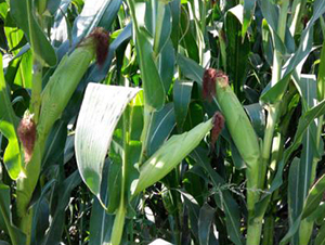 �󾩾����A3876-���׷N��-�󾩾ŷN�I(y��)