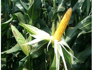 ���r���A356-���׷N��-�󾩾ŷN�I(y��)