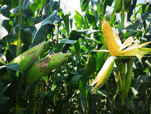 �󾩾�4059-���׷N��-�󾩾ŷN�I(y��)