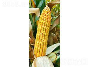 �S��191-���׷N��-���r(n��ng)�N�I(y��)