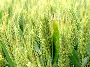 ����5265-С���N��-��(r��n)�r(n��ng)�N�I(y��)