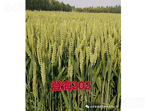 �Ǻ�202-С���N��-��(r��n)�r(n��ng)�N�I(y��)