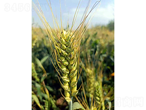 �A��305-С���N��-��(r��n)�r(n��ng)�N�I(y��)