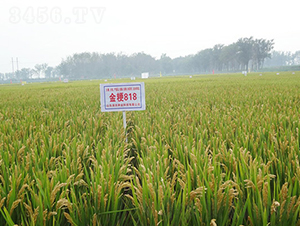 ��818-ˮ���N��-���r�N�I(y��)