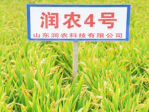 ���r(n��ng)4̖(h��o)-ˮ���N��-���r(n��ng)�N�I(y��)