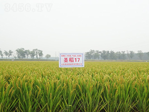 ʥ��17-ˮ���N��-��(r��n)�r(n��ng)�N�I(y��)