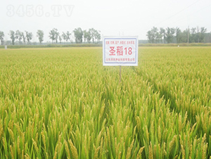 ʥ��18-ˮ���N��-��(r��n)�r(n��ng)�N�I(y��)