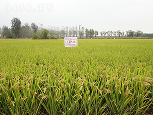 ��518-ˮ���N��-��(r��n)�r(n��ng)�N�I(y��)