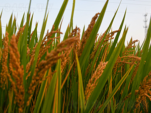 ��(r��n)�r(n��ng)303-ˮ���N��-��(r��n)�r(n��ng)�N�I(y��)