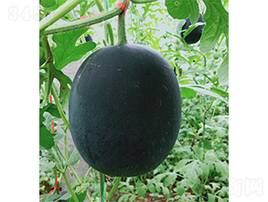 �YƷ����īС��-���ϷN��-��(y��u)�Π�����