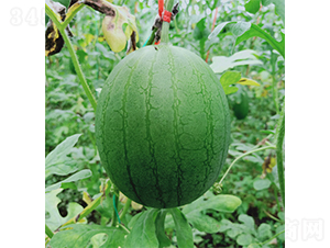 �YƷ��������ͮ-���ϷN��-��(y��u)�Π�����