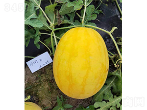 �YƷ������â-���ϷN��-��(y��u)�Π�����