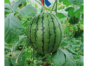 �YƷ����С�S��-���ϷN��-��(y��u)�Π�����