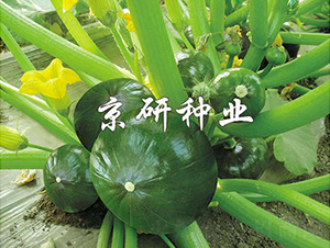 �������-�ϹϷN��-���зN�I(y��)