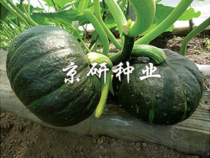 ������ī��-�ϹϷN��-���зN�I(y��)